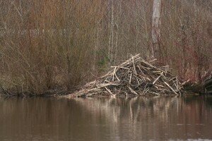The Beaver lodge is getting bigger every month! Photo by Anne Seager