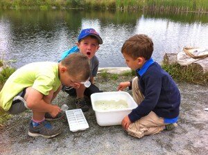 Wow- there's some amazing things swimming in this pond water sample!